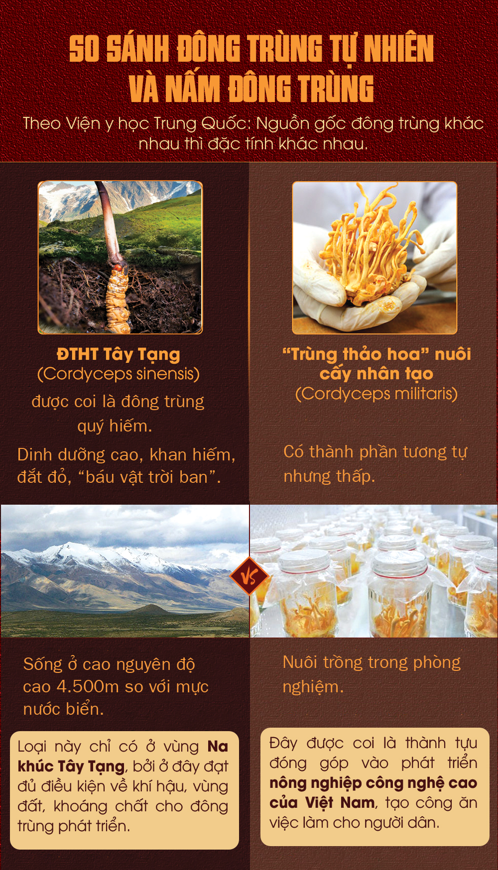 Hướng dẫn chi tiết cách Phân biệt đông trùng hạ thảo thật giả